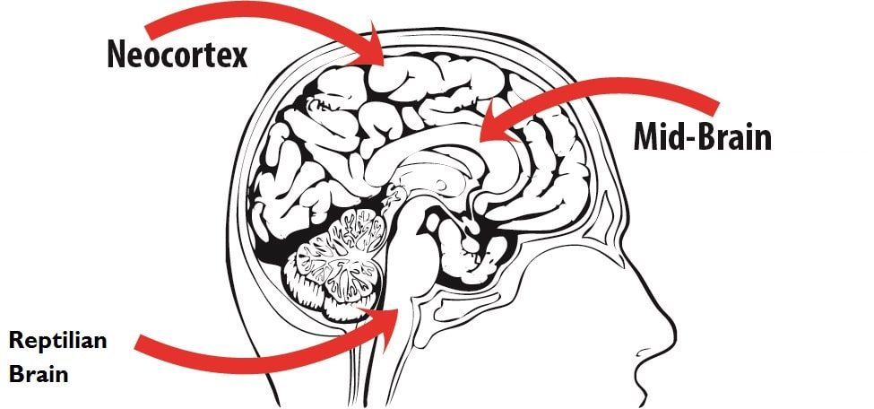 Set and Forget Trading - When To Use It and When Not To 2 neocortex reptilian brain 2ndskiesforex